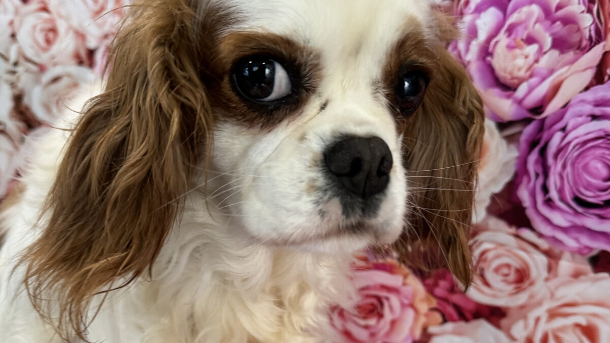 Cleo Blenheim Cavalier King Charles Spaniel