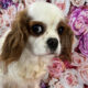 Cleo Blenheim Cavalier King Charles Spaniel