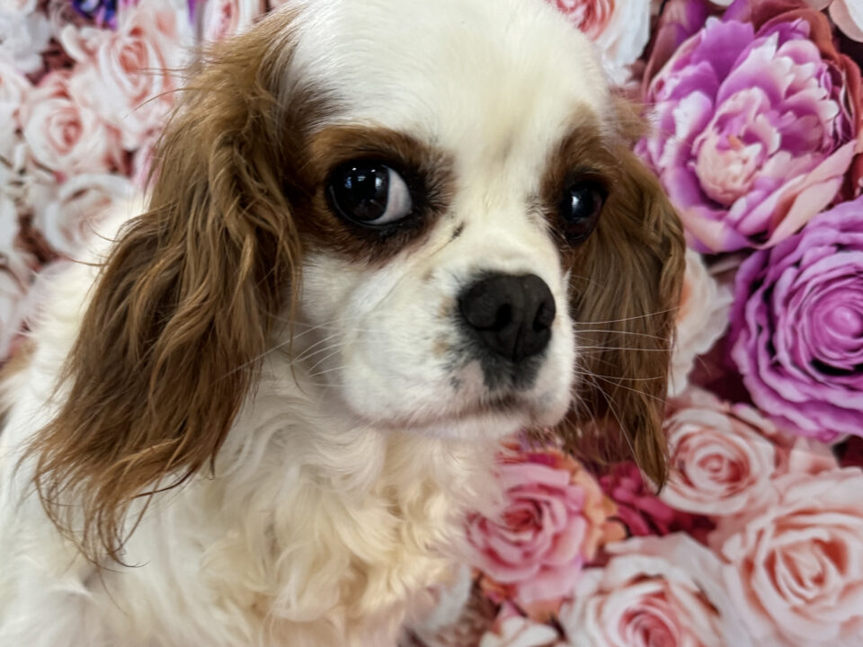 Cleo Blenheim Cavalier King Charles Spaniel