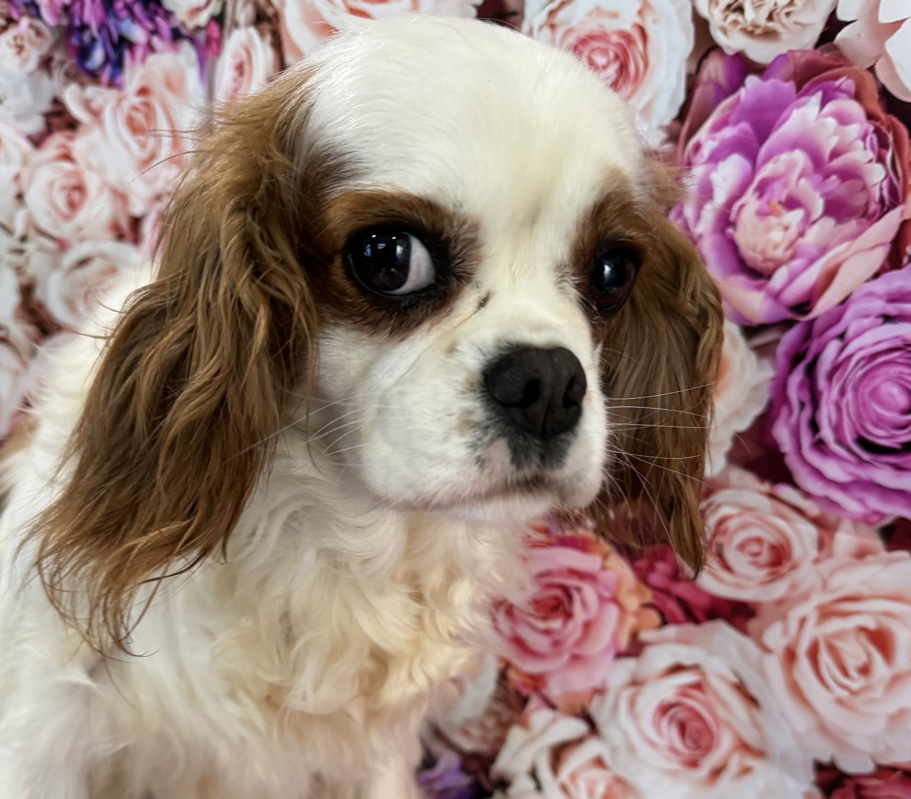 Cleo Blenheim Cavalier King Charles Spaniel