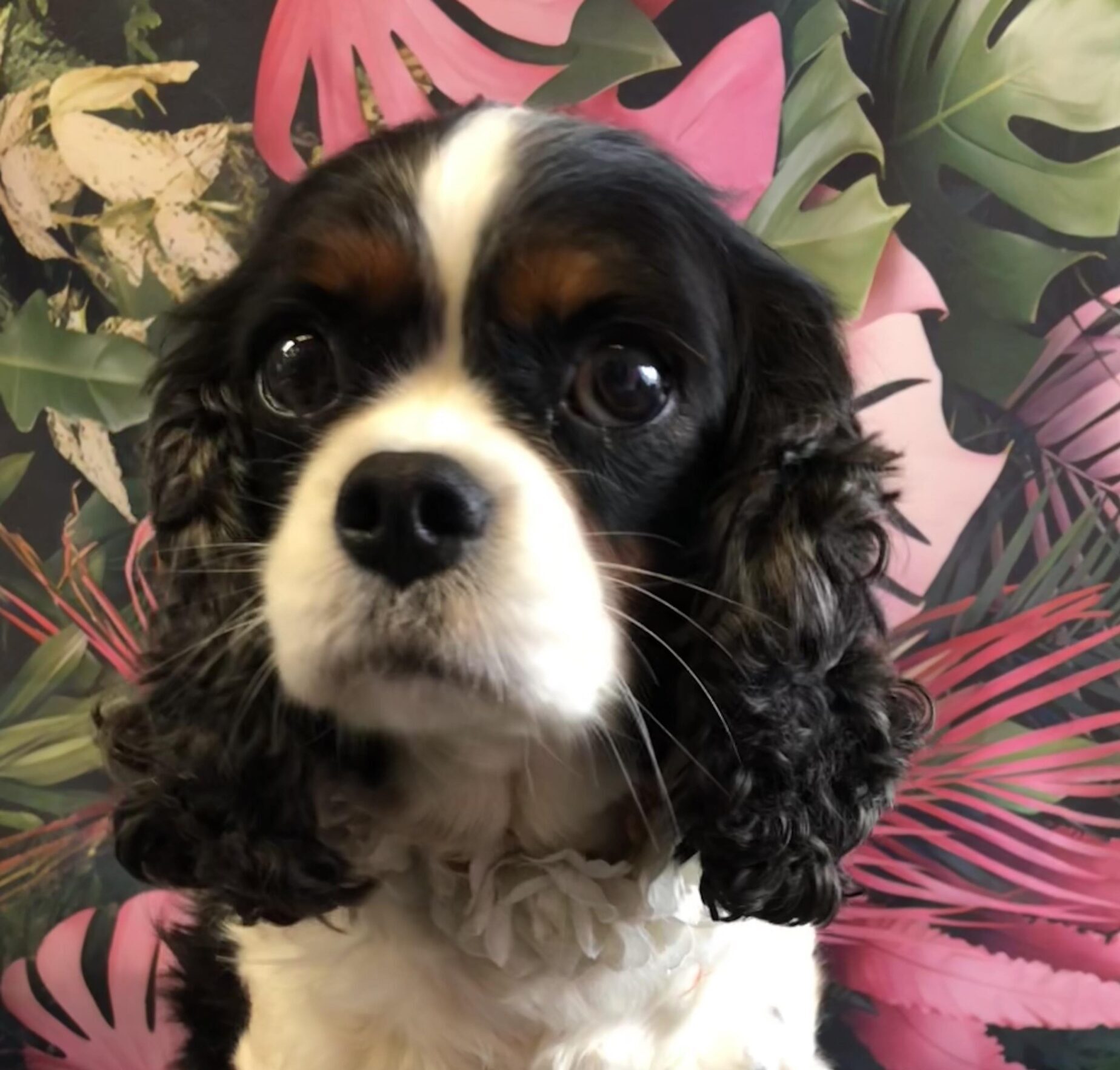 Faith 5 year old Tricolour Cavalier