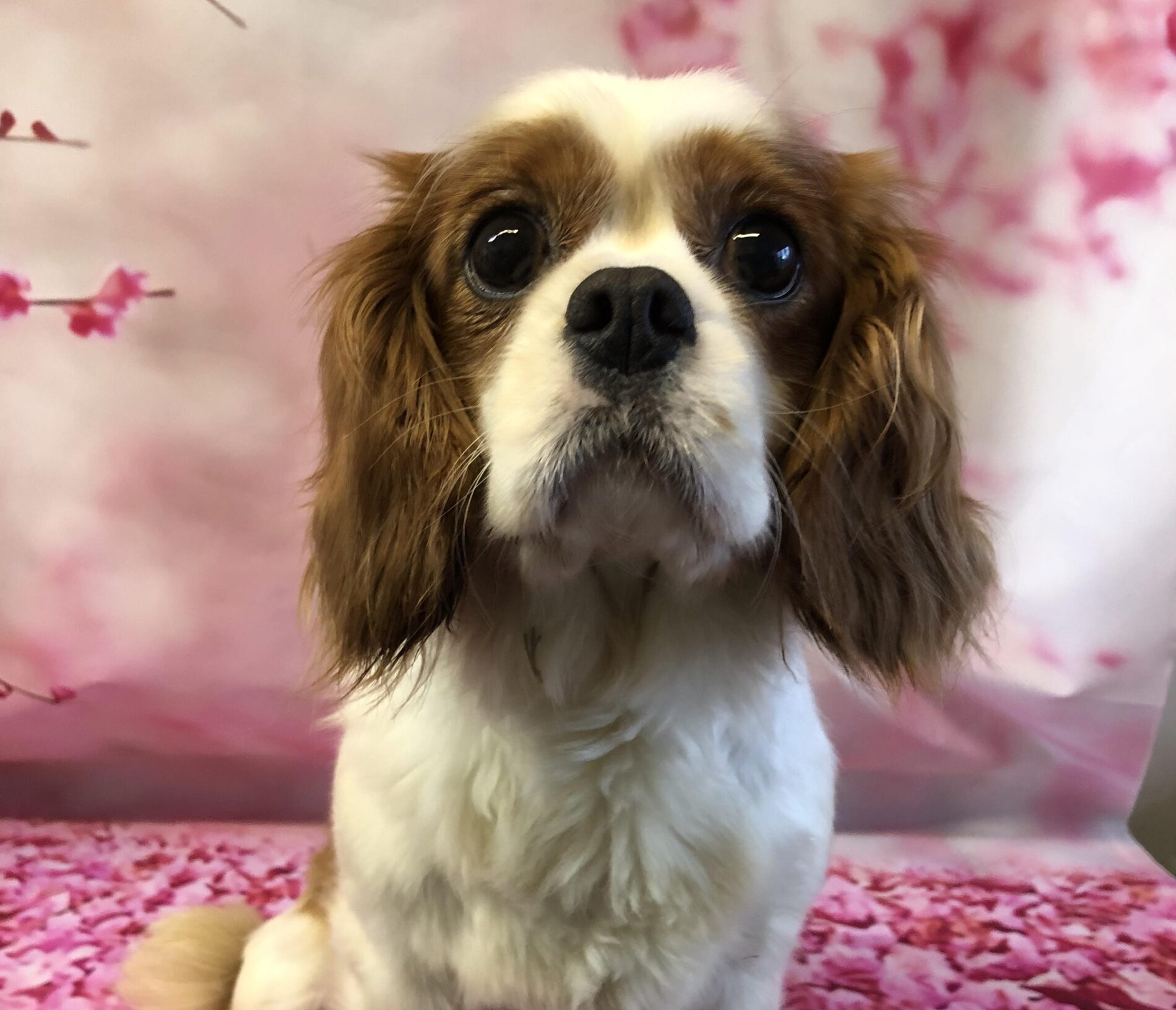 Polly Blenheim Cavalier