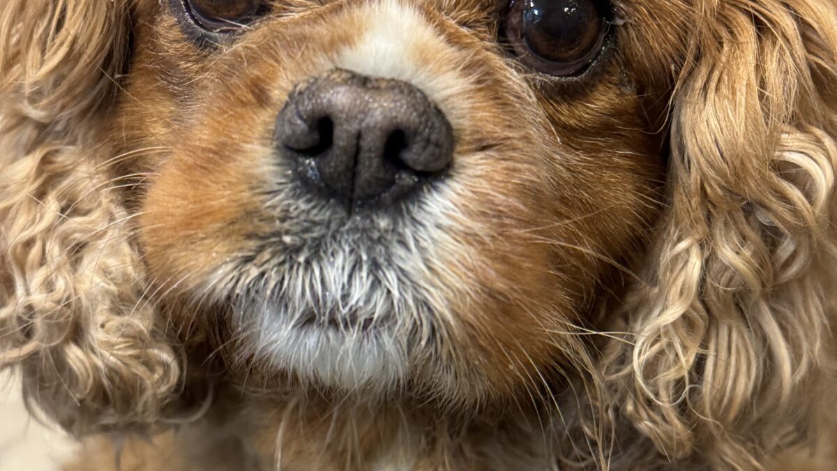 Skye Ruby Cavalier King Charles Spaniel