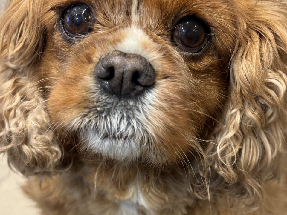 Skye Ruby Cavalier King Charles Spaniel