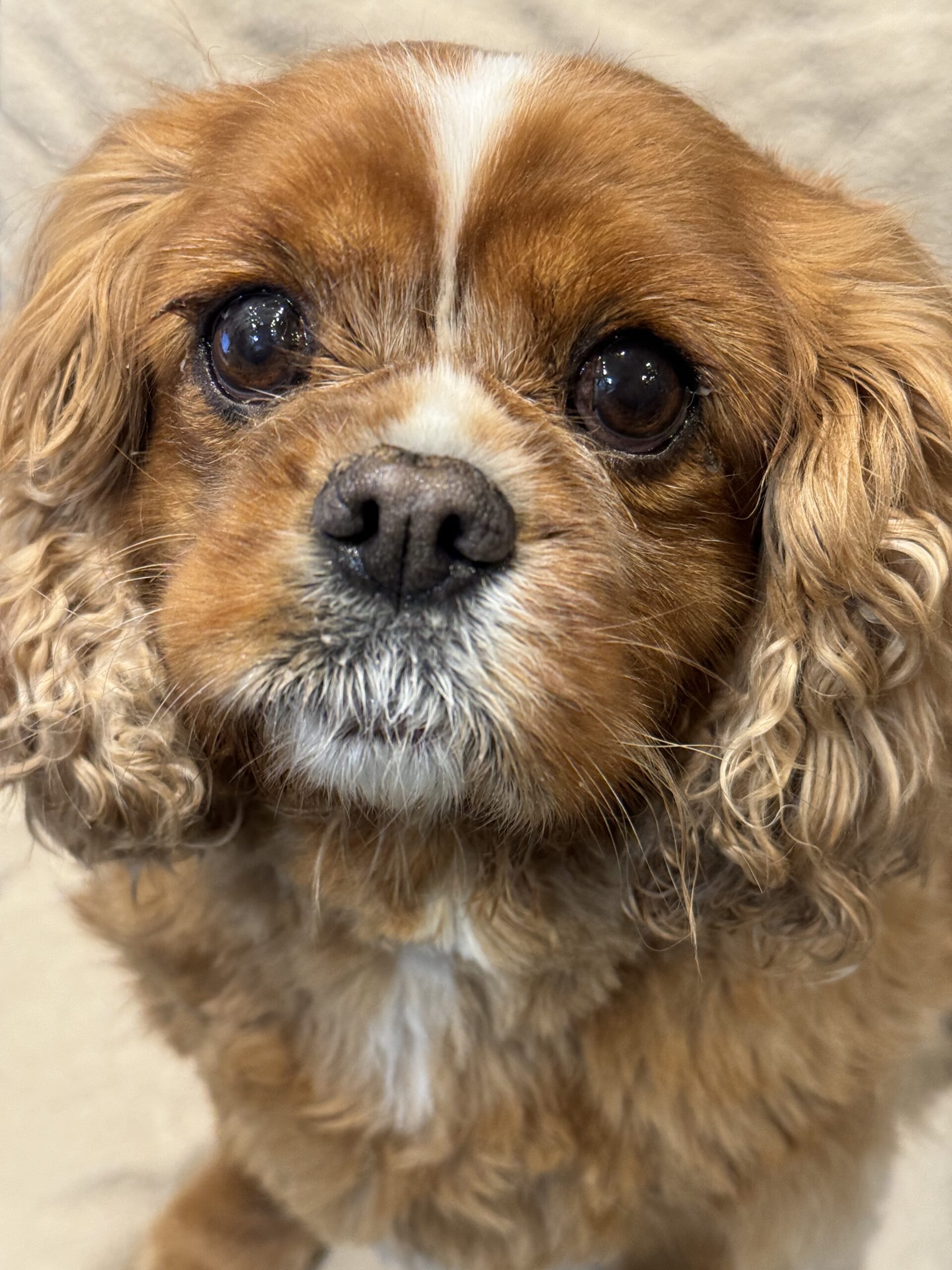 Skye Ruby Cavalier King Charles Spaniel
