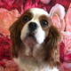 Zola 5 year old Blenheim Cavalier