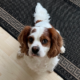 Herbie 6 year old Blenheim Cavalier King Charles