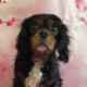 Mabel black and tan Cavalier King Charles Spaniel