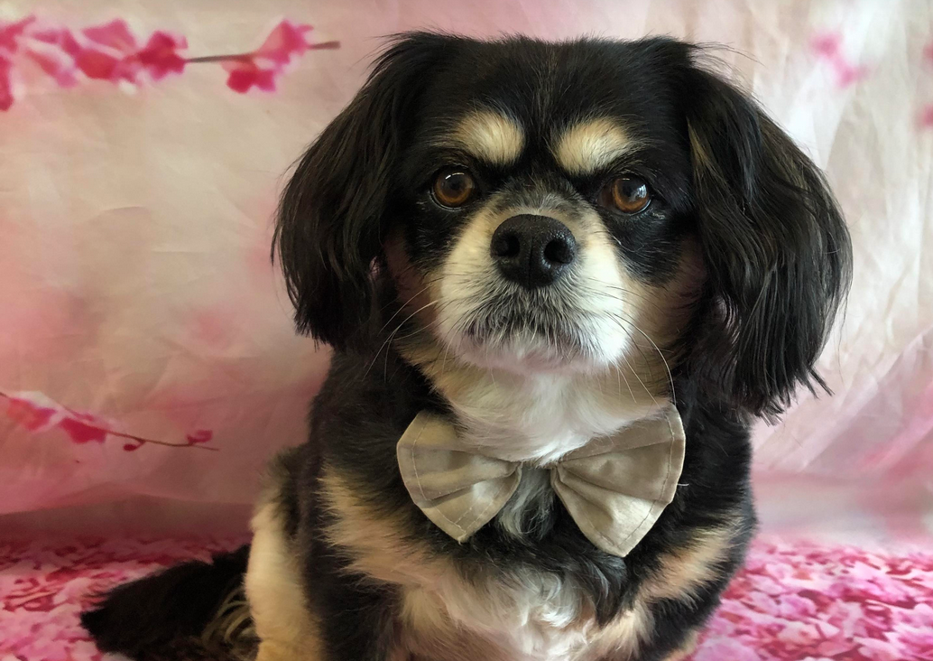 Buddy Cavalier X