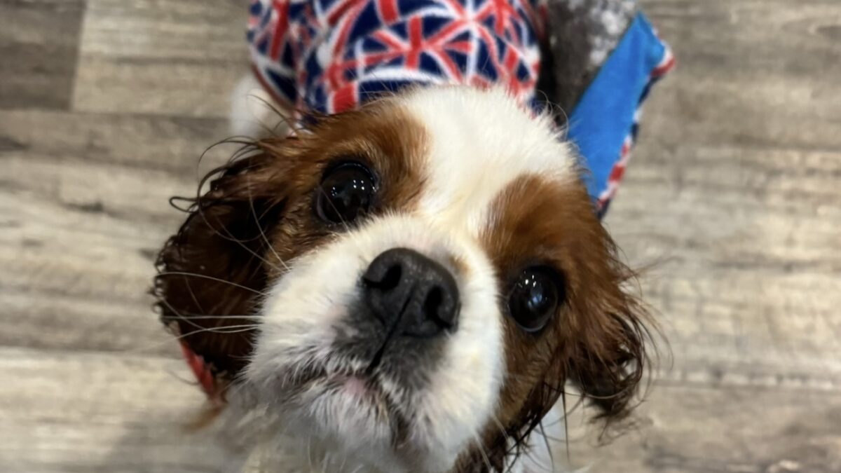 Sunday Blenheim Cavalier king Charles