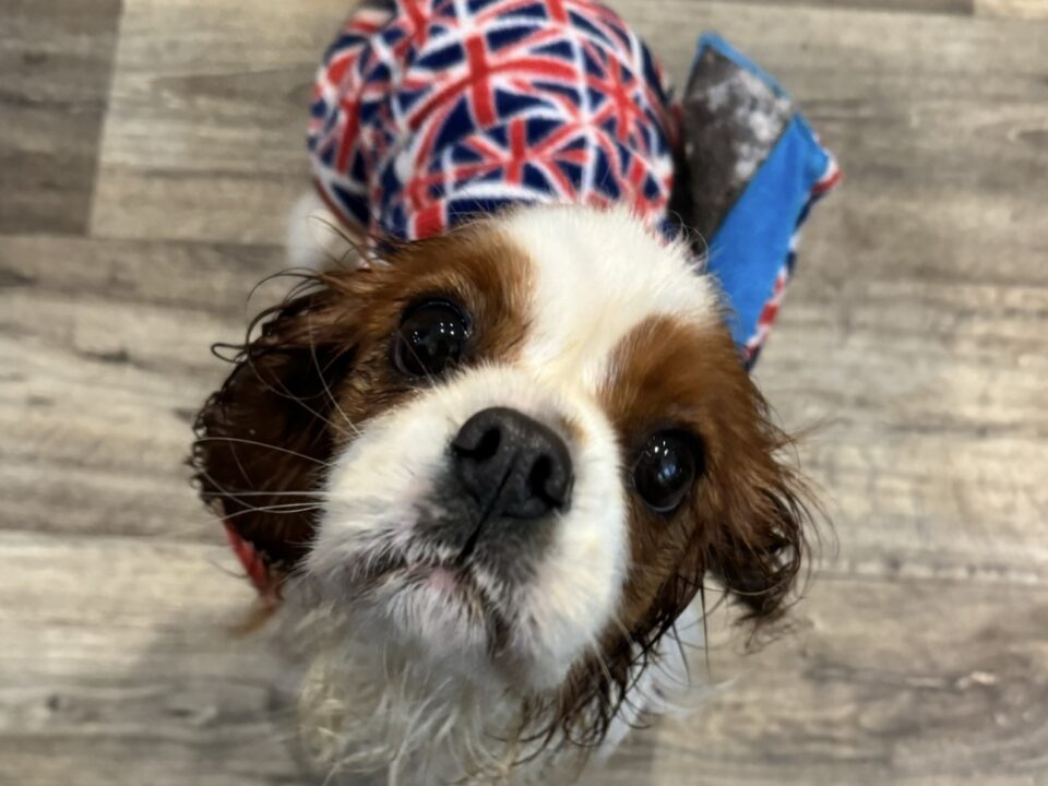 Sunday Blenheim Cavalier king Charles