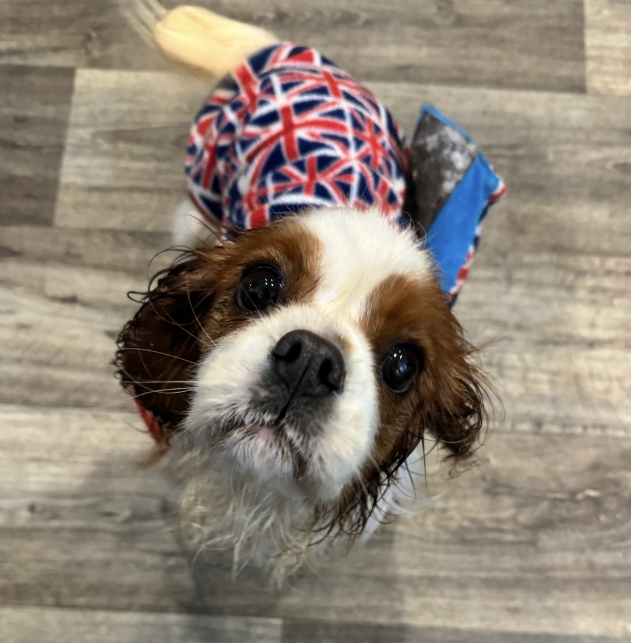 Sunday Blenheim Cavalier king Charles