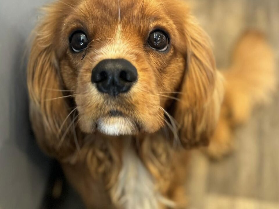 Tucker 11 month old Cavalier X puppy