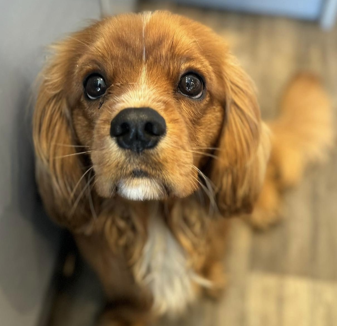 Tucker 11 month old Cavalier X puppy
