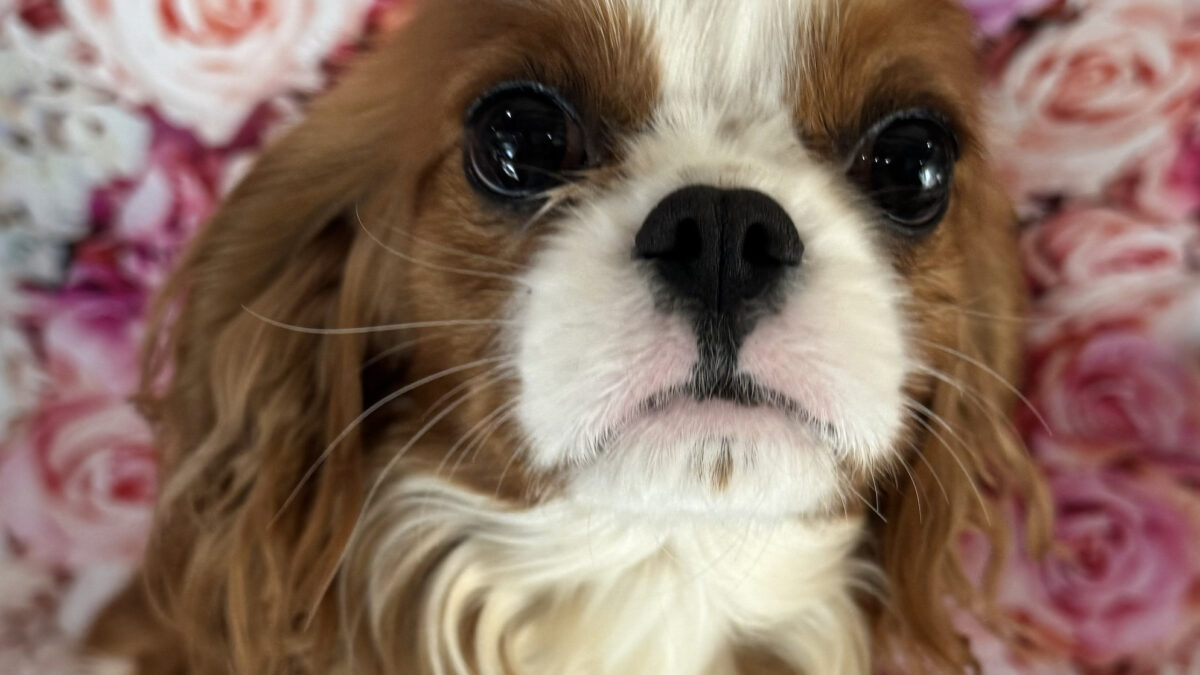 Humphrey a Blenheim Cavalier King Charles Spaniel