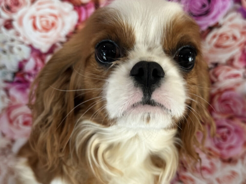 Humphrey a Blenheim Cavalier King Charles Spaniel