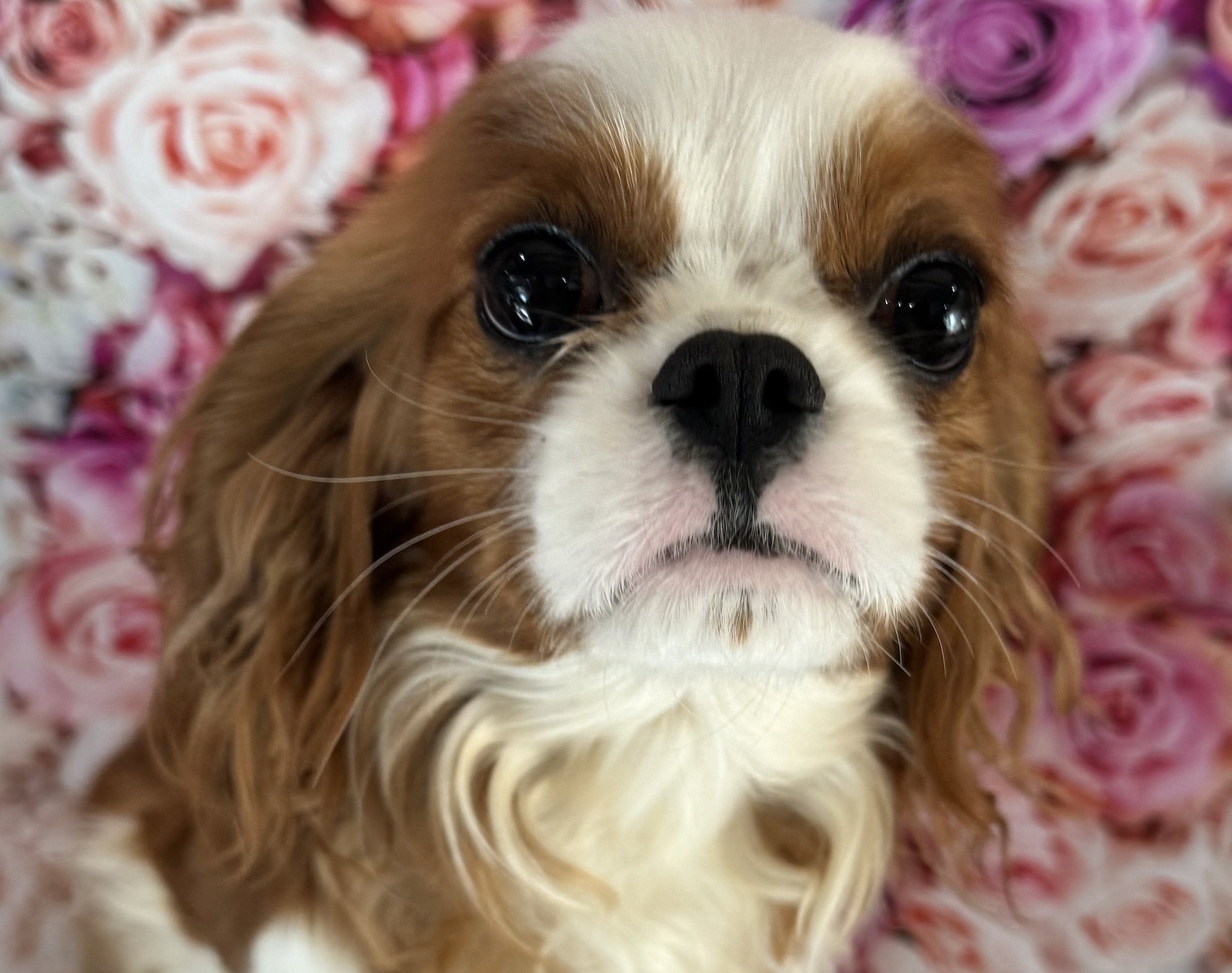 Humphrey a Blenheim Cavalier King Charles Spaniel