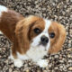 Cooper Blenheim Cavalier King Charles