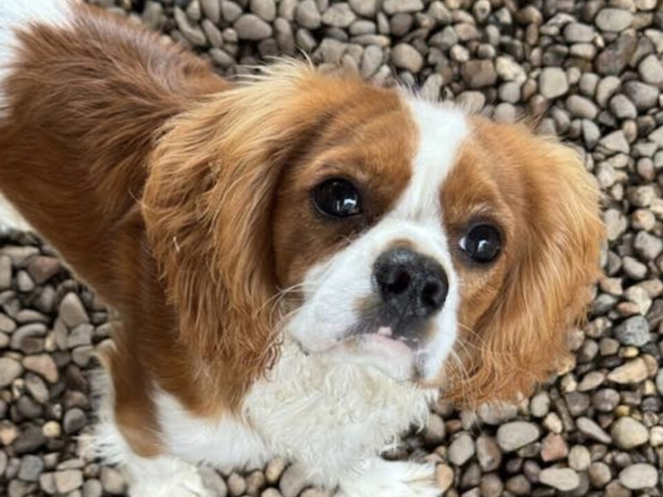 Cooper Blenheim Cavalier King Charles