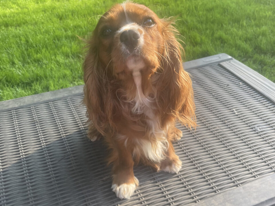 Hamish 13 month old ruby Cavalier