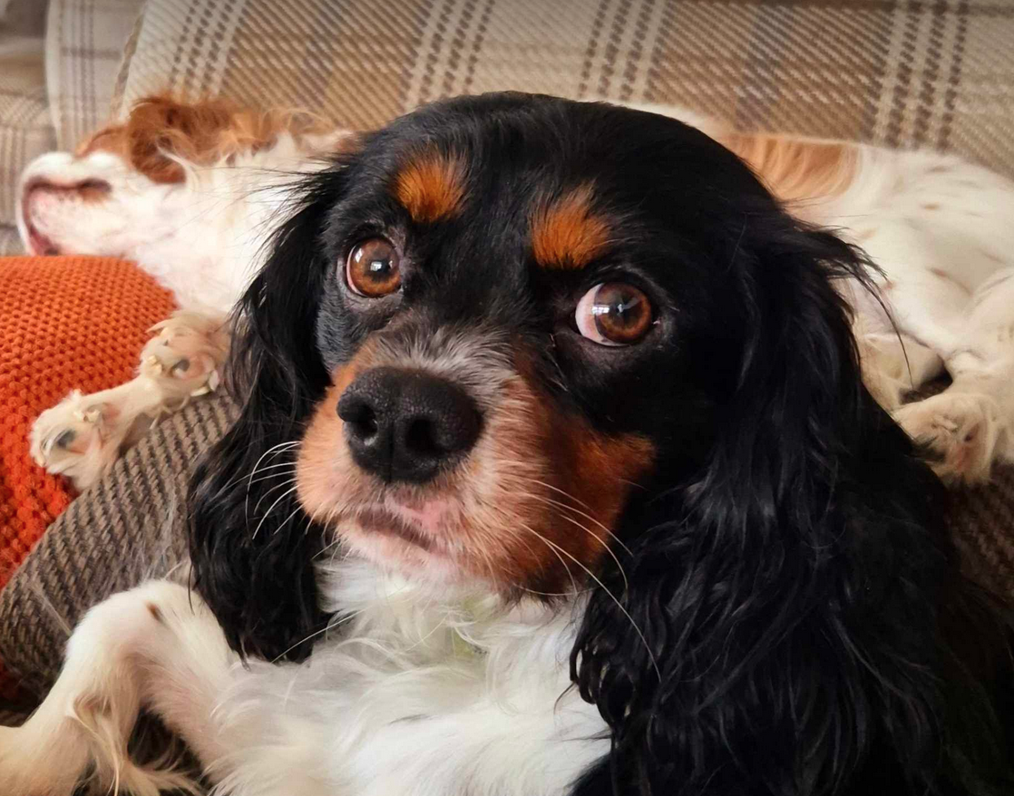 Jack Tricolour Cavalier King Charles