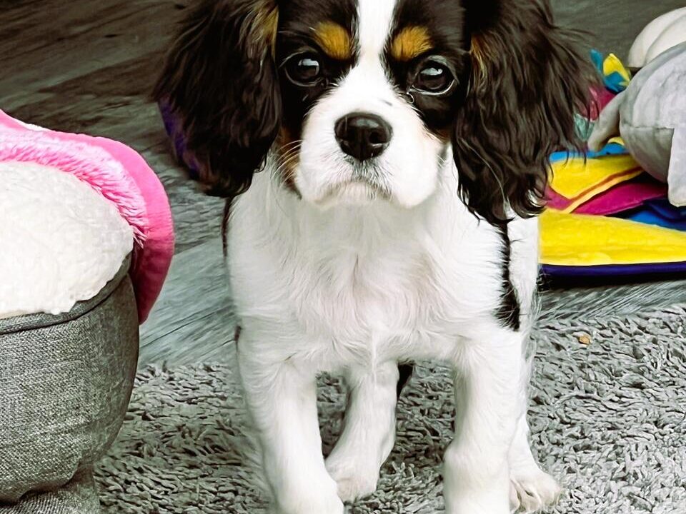 Daisy Tricolour Cavalier Puppy