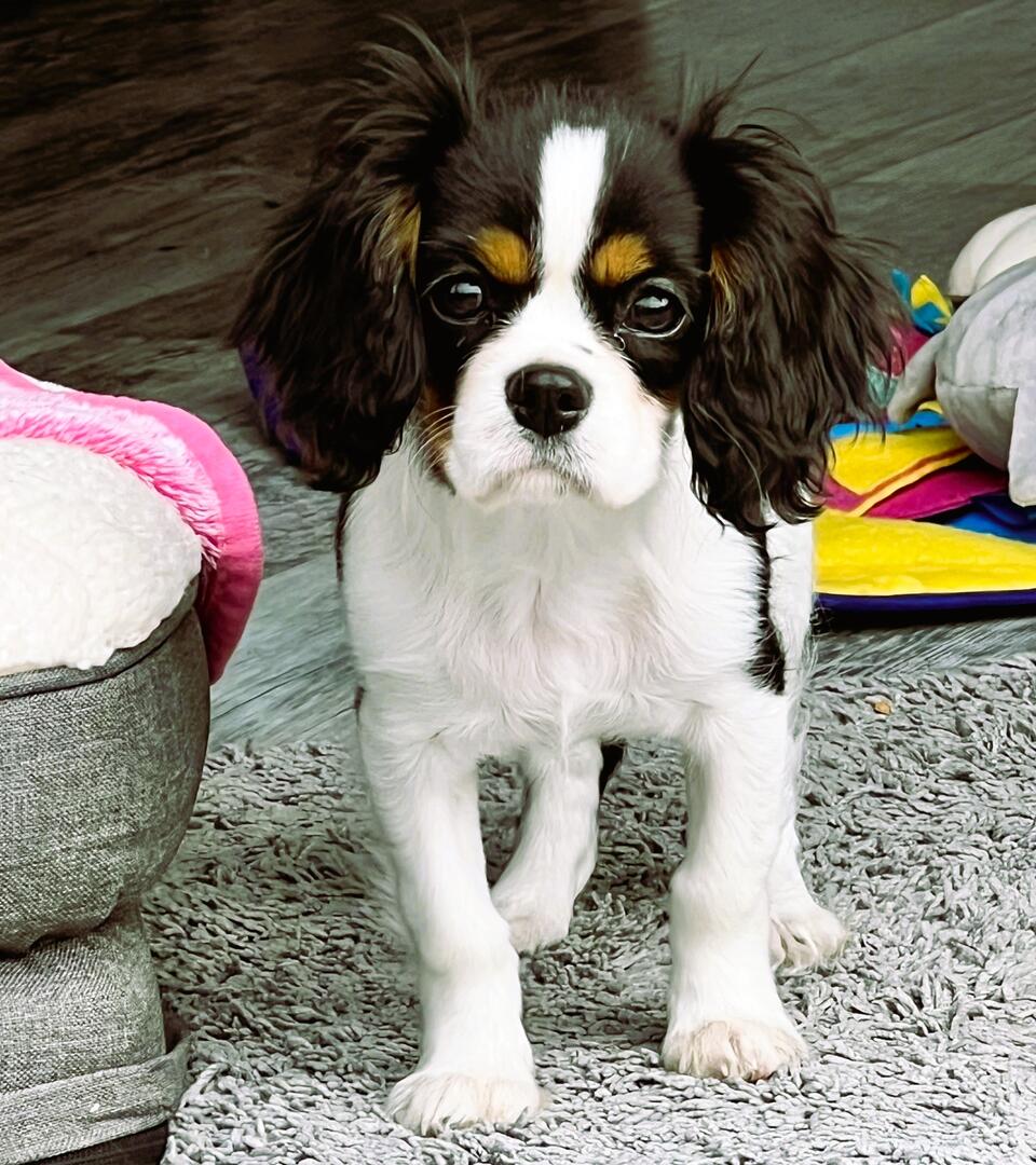 Daisy Tricolour Cavalier Puppy