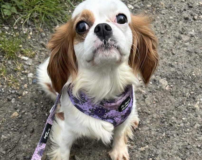 Blenheim Cavalier King Charles Winnie