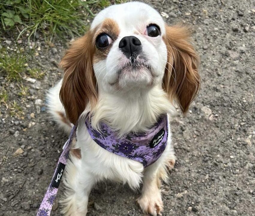 Blenheim Cavalier King Charles Winnie