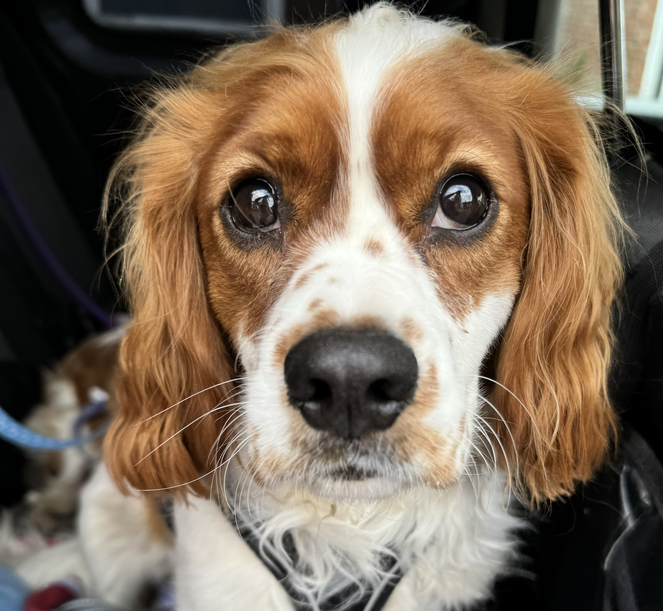 Rusty Blenheim Cavalier King Charles