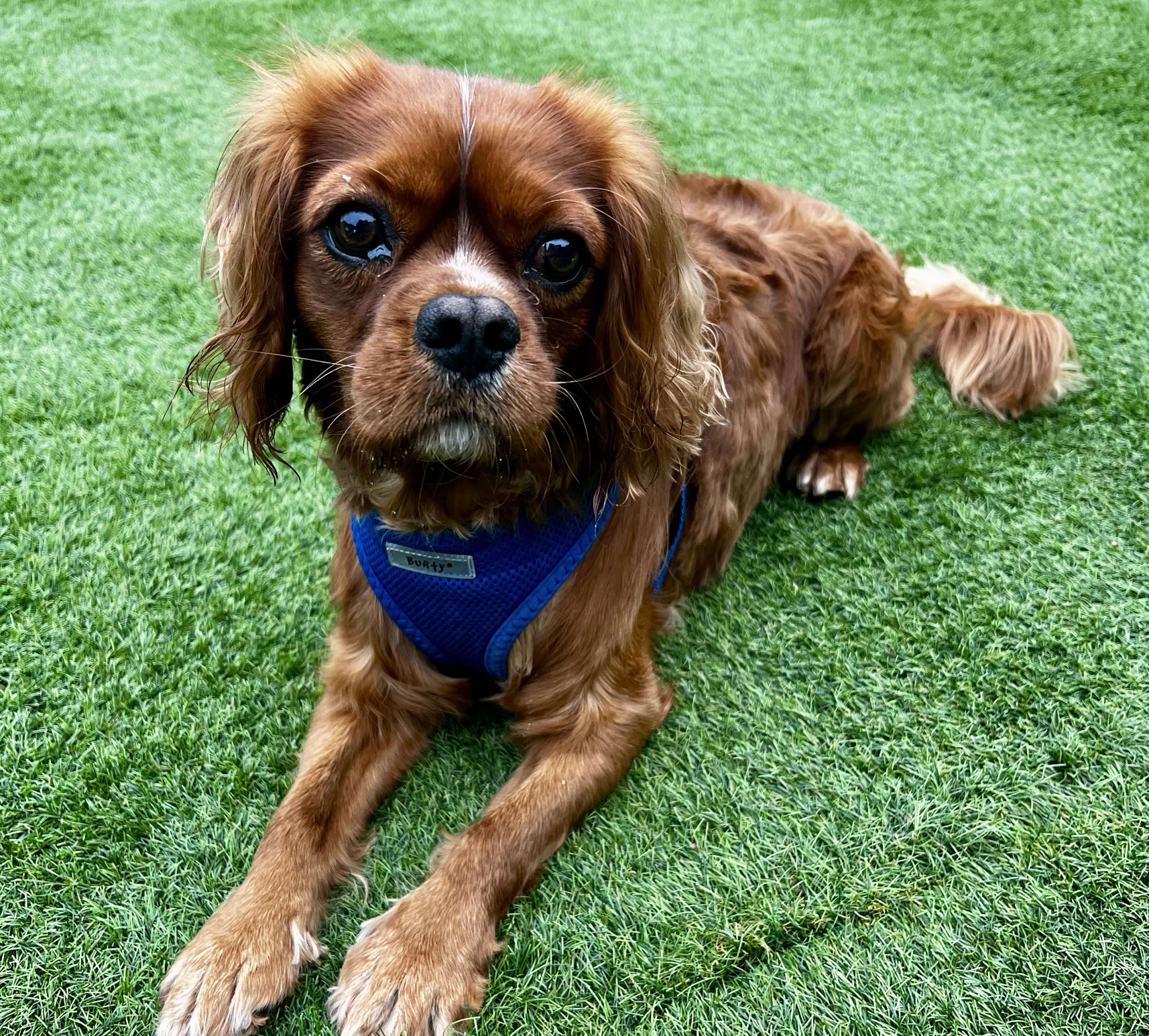 Hunter ruby Cavalier laying on grass