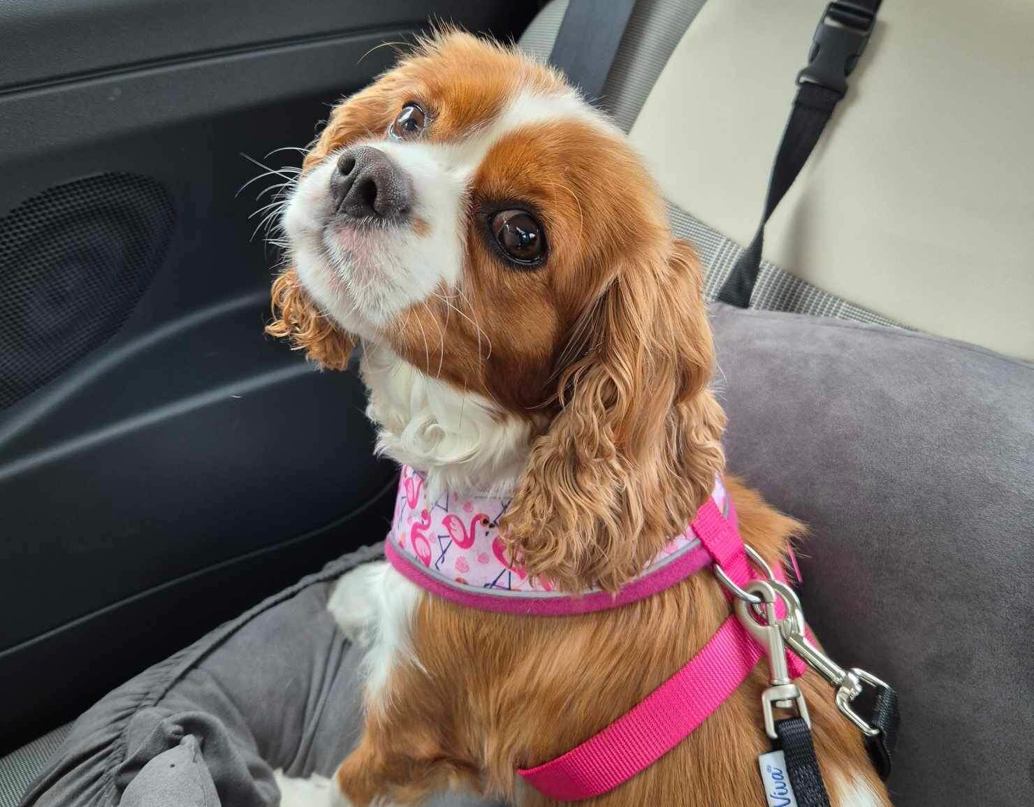 Agatha 3 year old Blenheim Cavalier King Charles