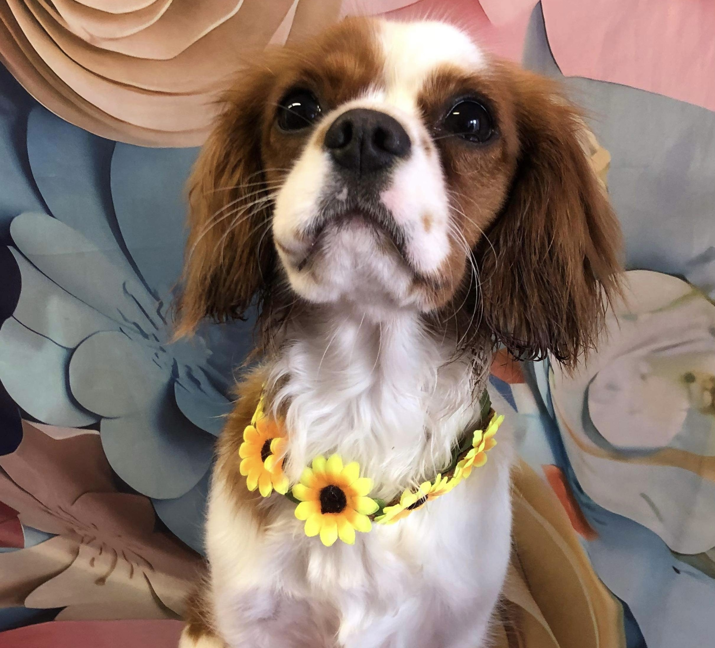Tilly Blenheim Cavalier Puppy age 8 months