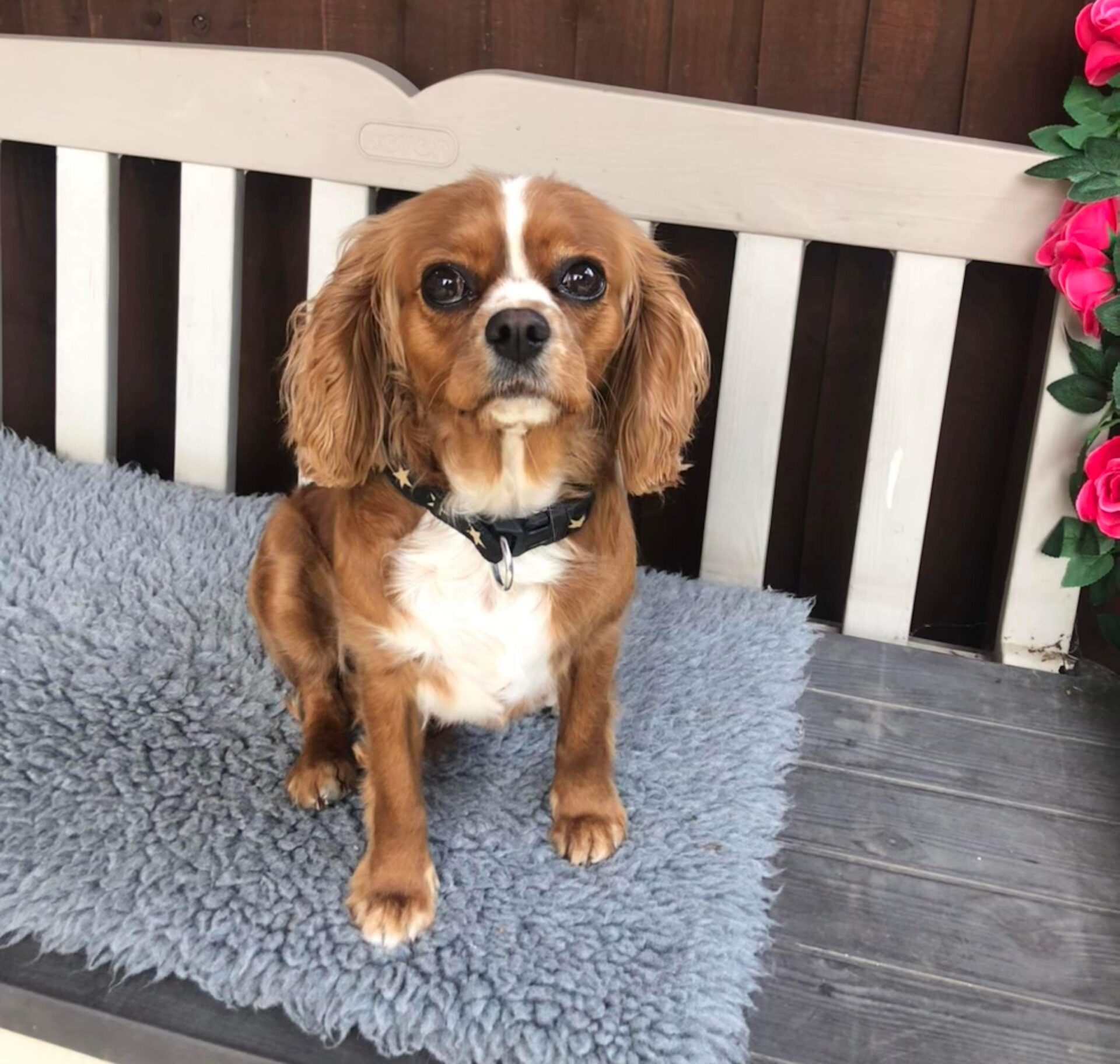 Molly ruby Cavalier King Charles