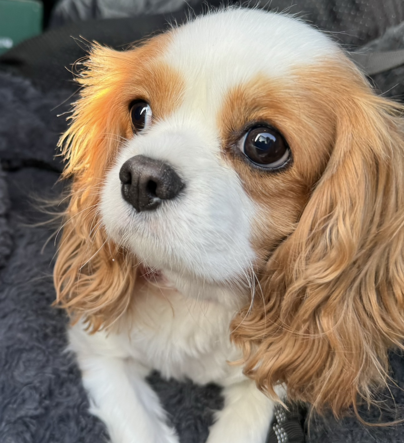 Sweetpea Blenheim Cavalier age 2