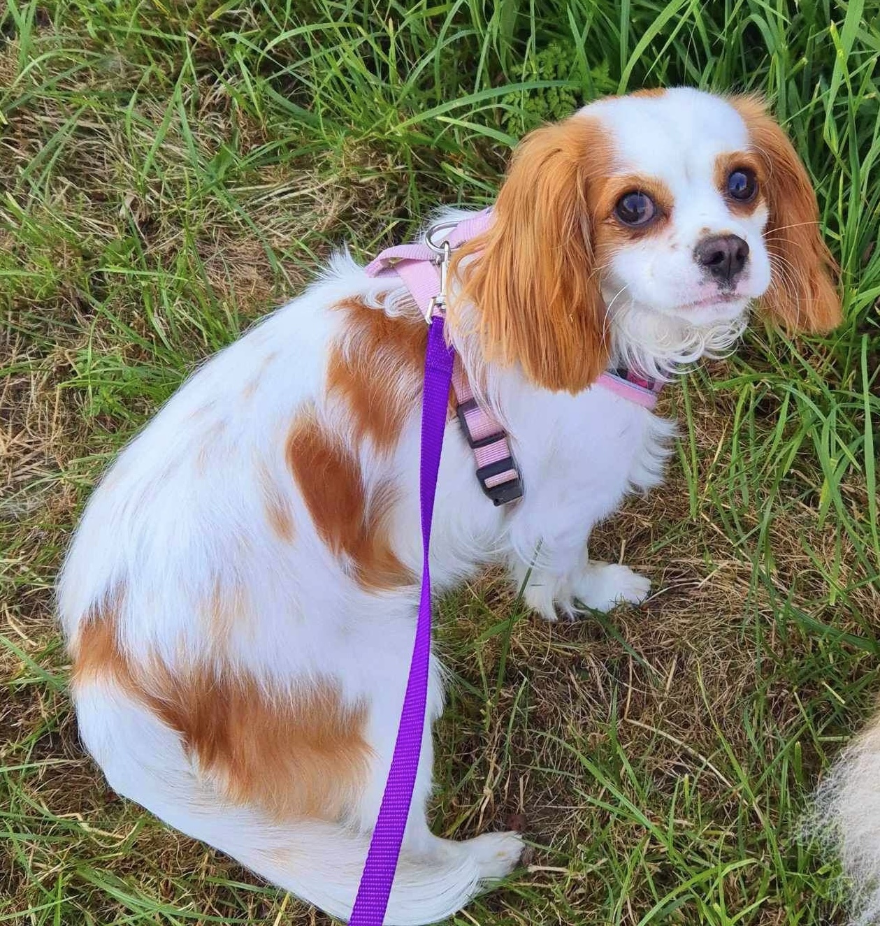 Poppy Blenheim Cavalier