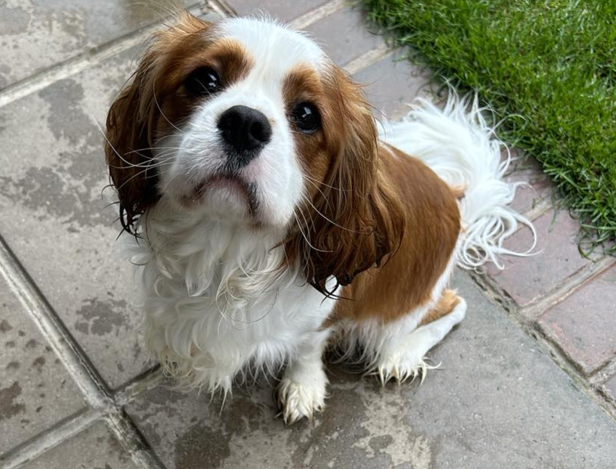 Riley Blenheim Cavalier age 14 months