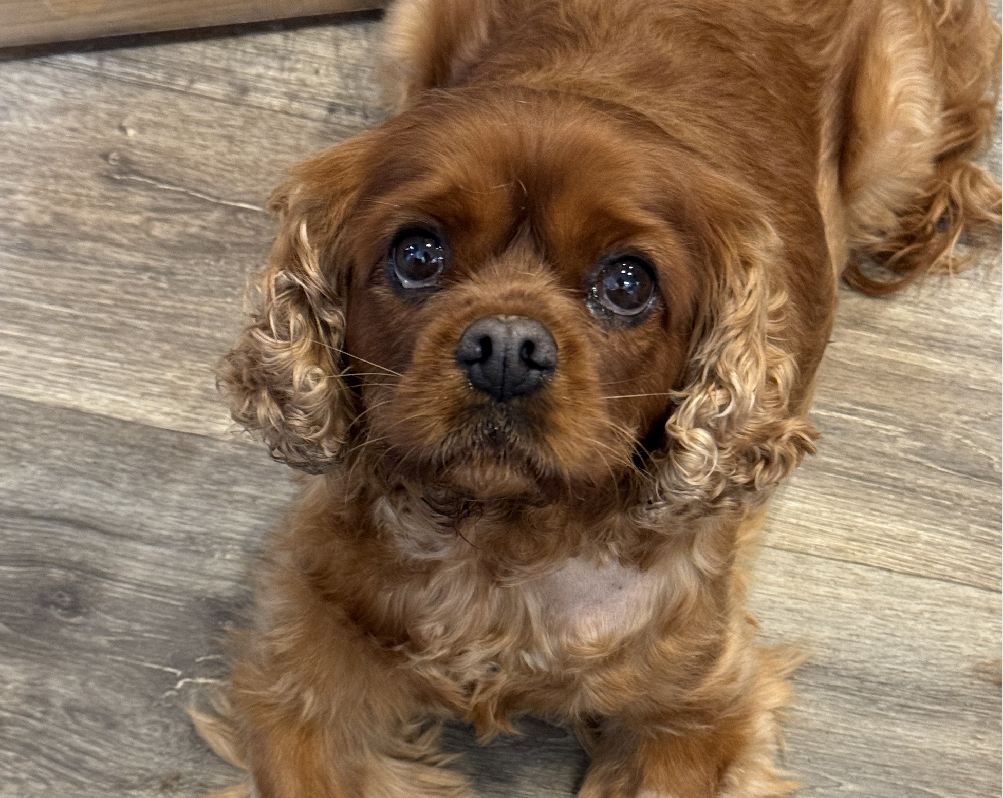 Ziggy ruby Cavalier King Charles