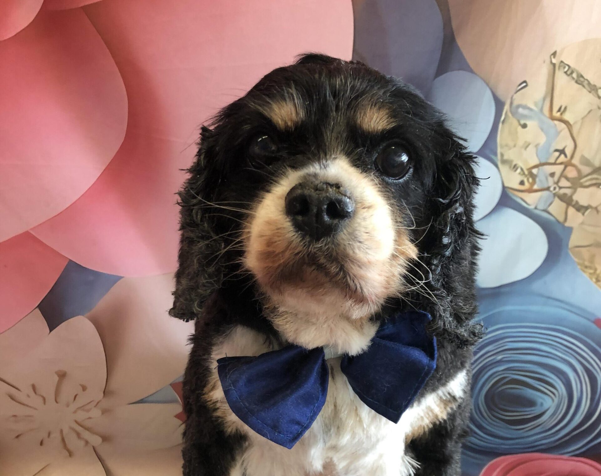 Marley Tricolour Cavalier King Charles Spaniel