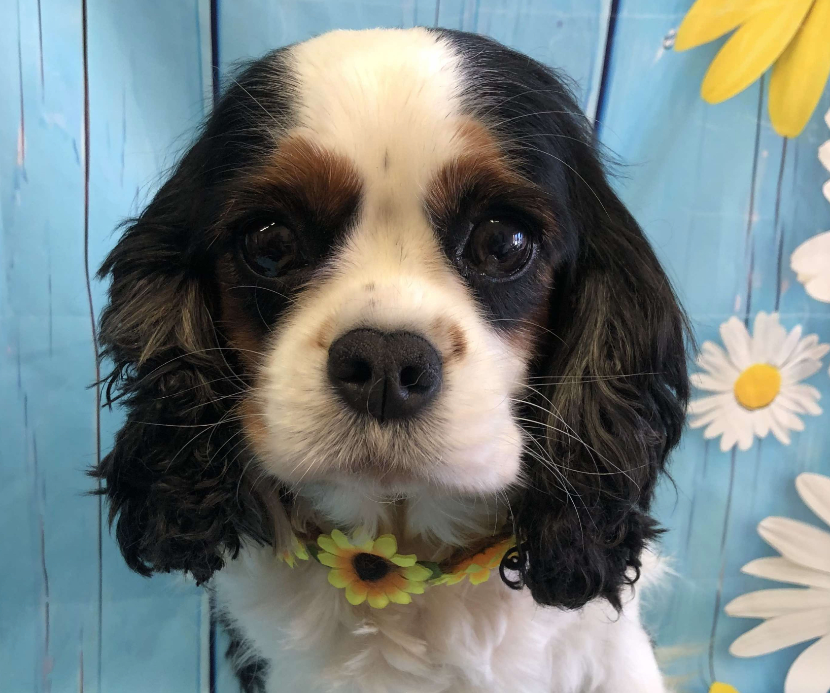 Skye Tricolour Cavalier age 3