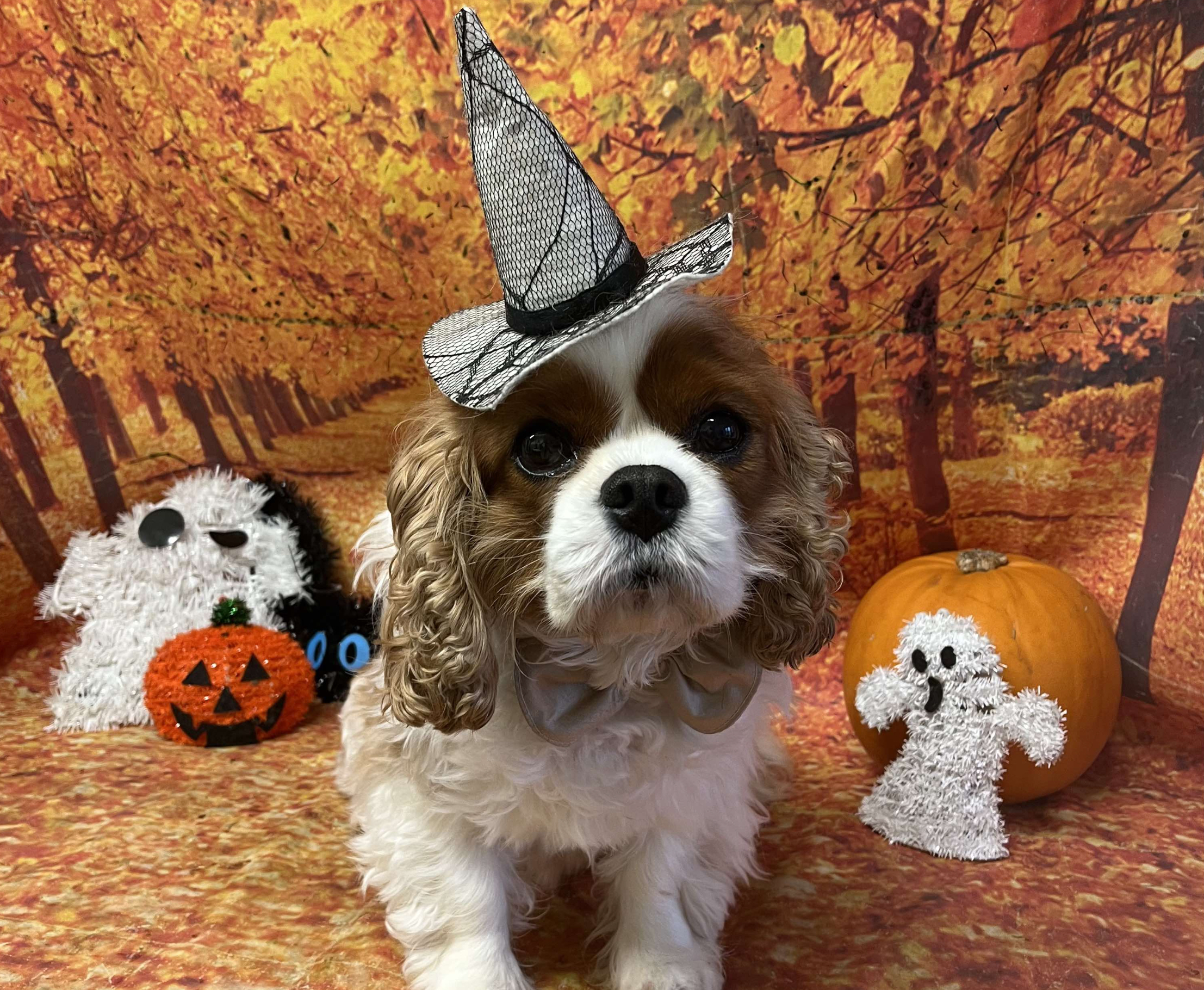 Buddy Blenheim Cavalier King Charles Spaniel in Halloween theme