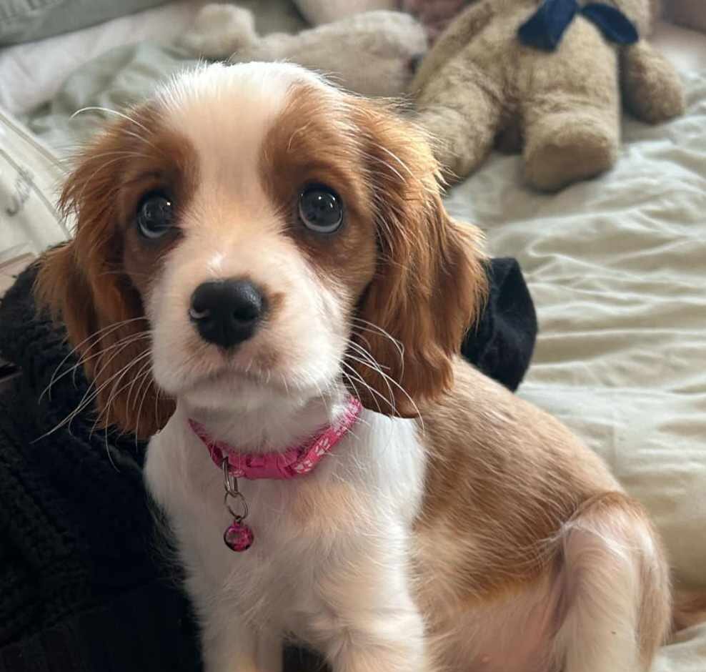Daisy Cavalier Puppy available