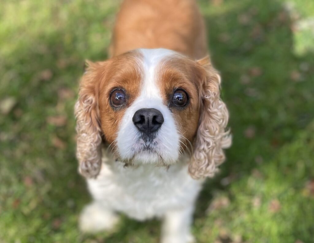 Rory Adopted Bliss Cavalier Rescue