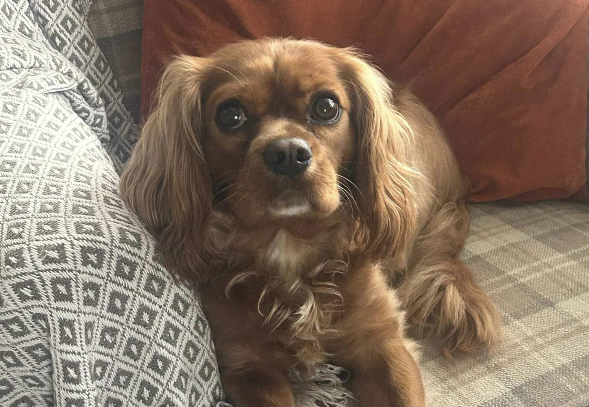 Rooster ruby Cavalier