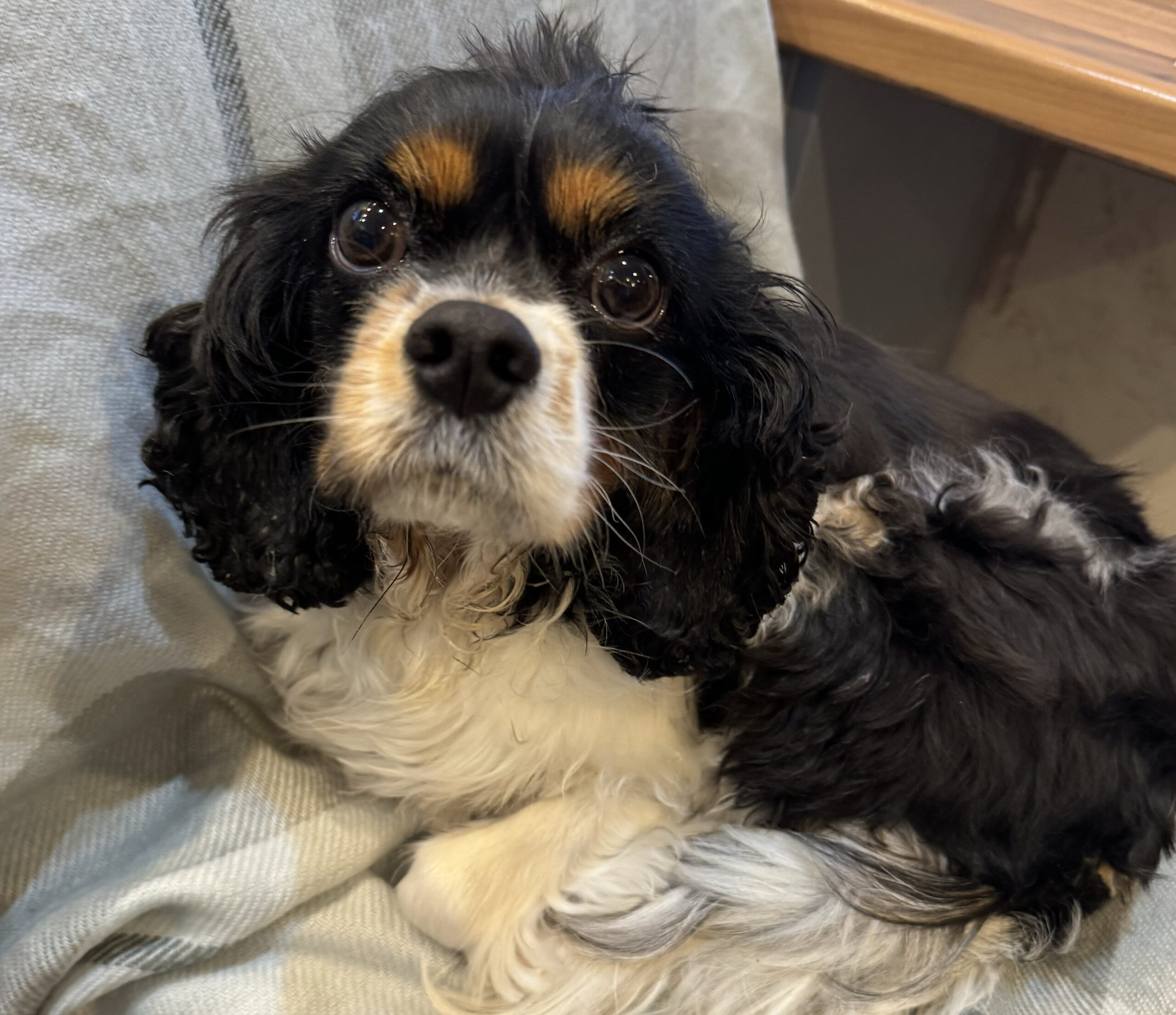 Poppy Tricolour Cavalier King Charles Spaniel