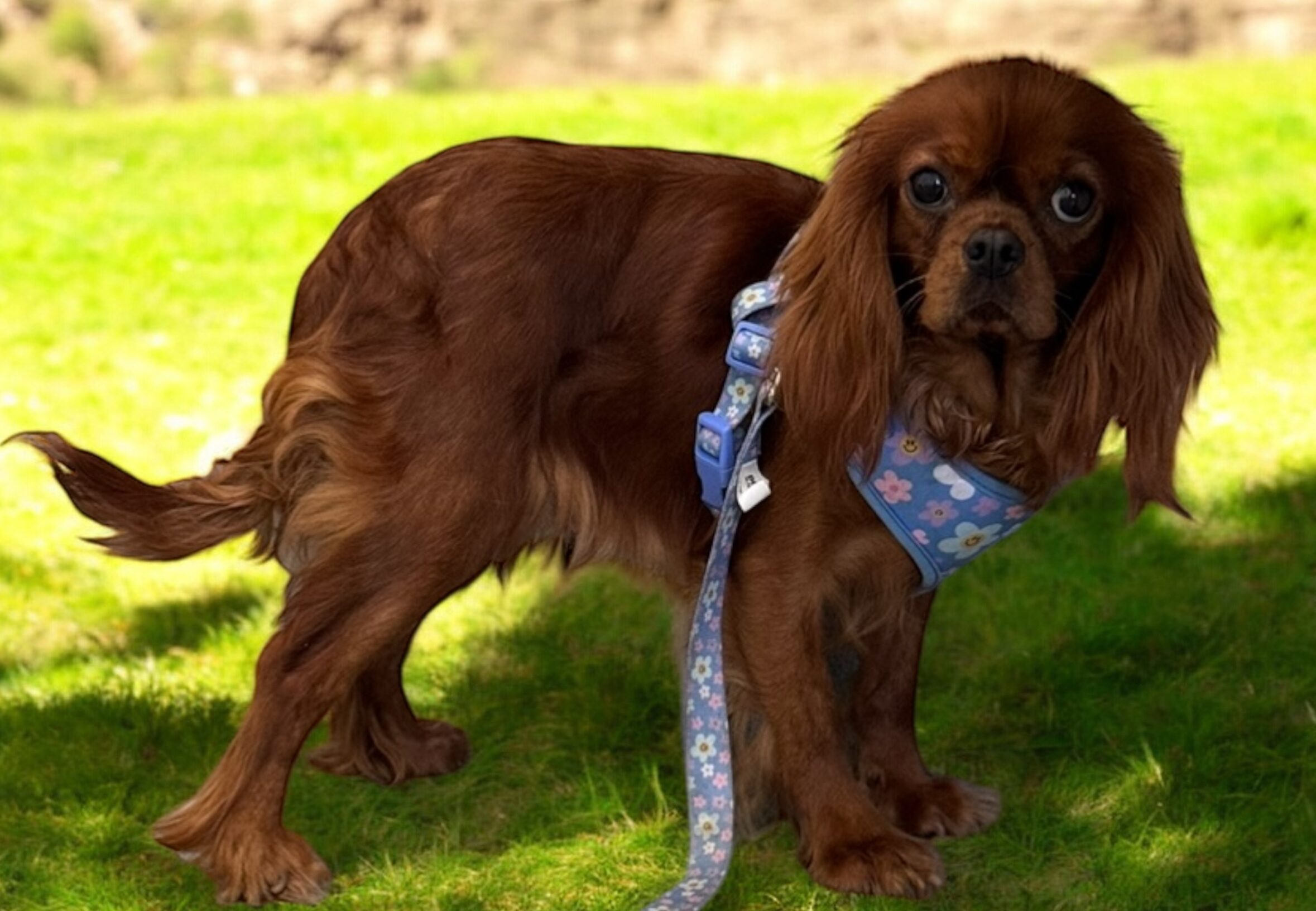 Weenie 2 year old ruby Cavalier