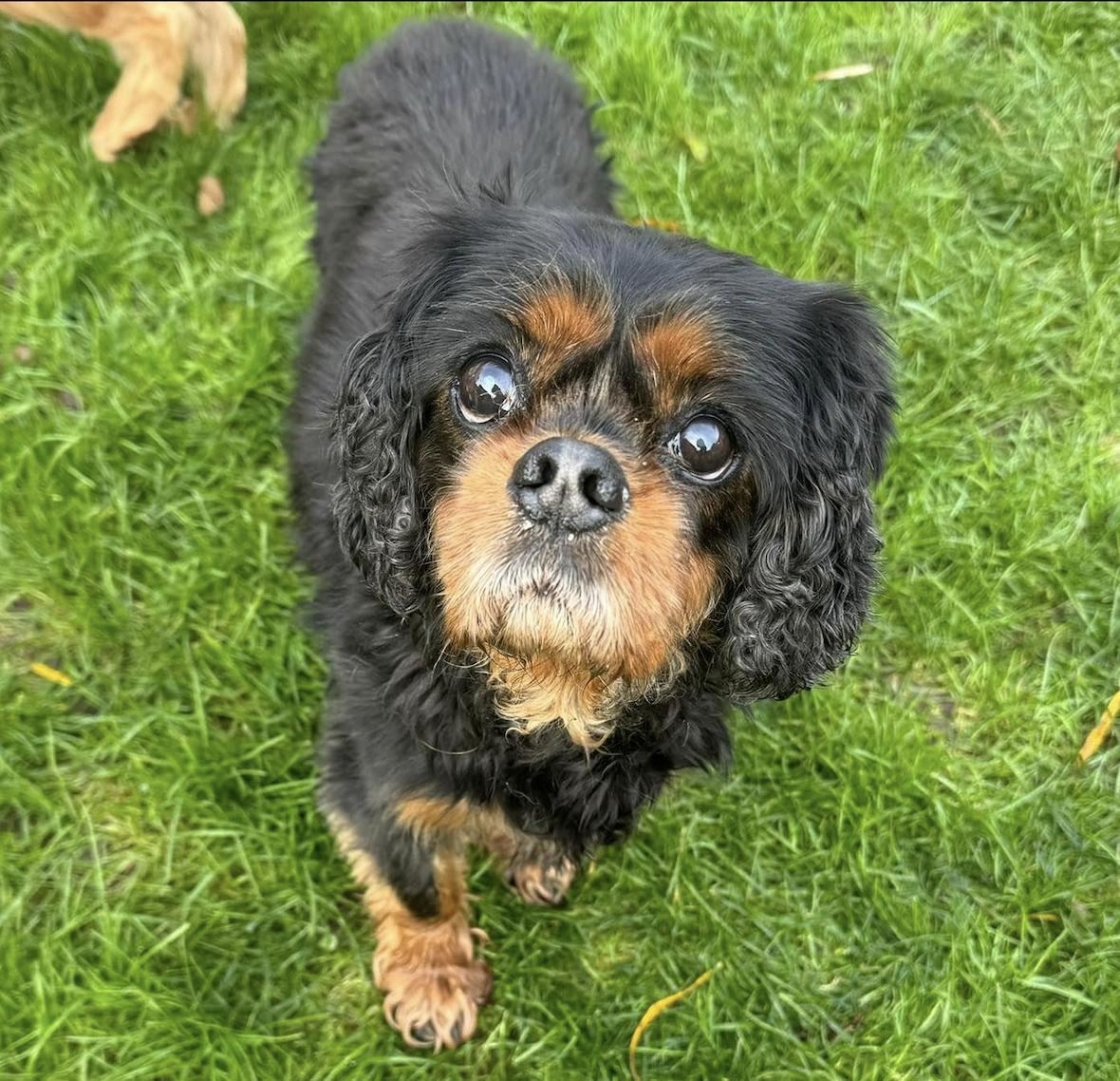 Lucy age 9 black and tan Cavalier