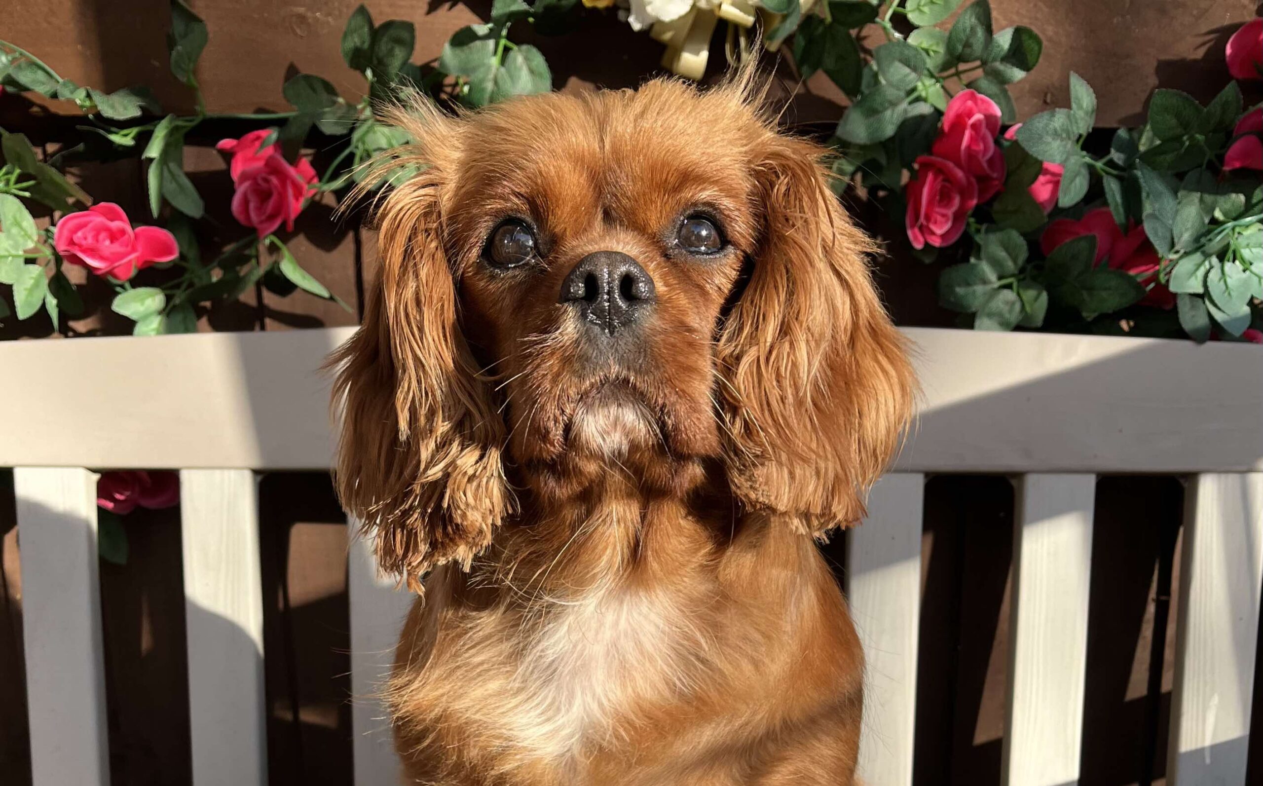 Brandy ruby Cavalier King charles Spaniel