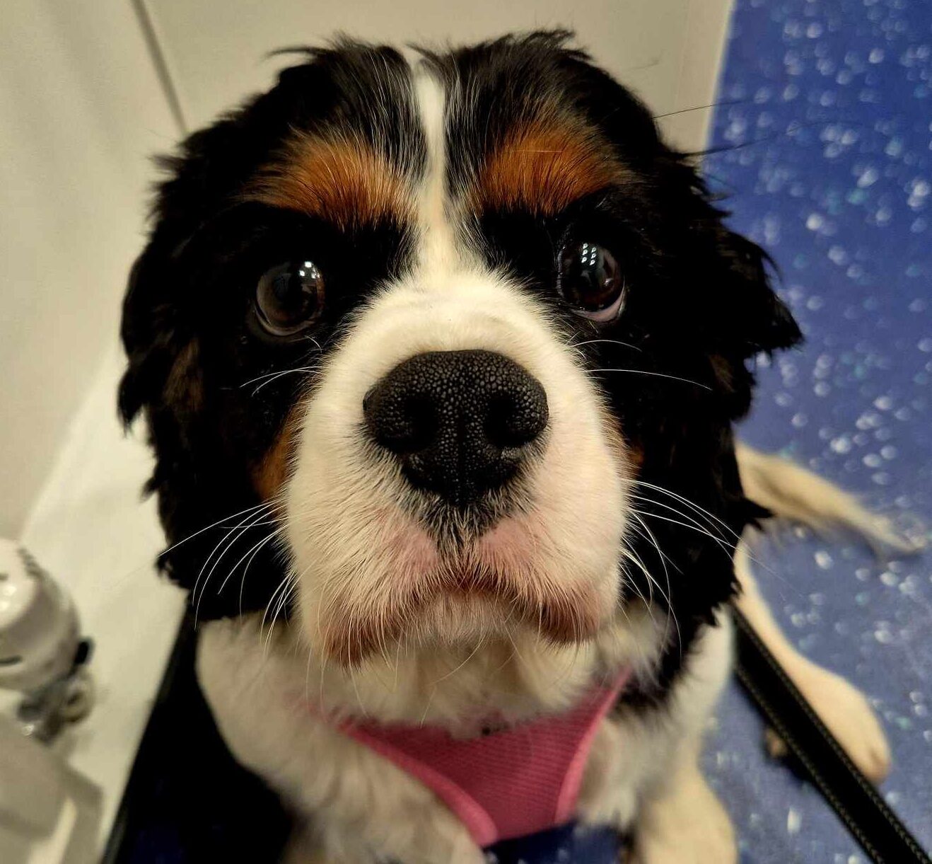 Poppy age 4 Tricolour Cavalier