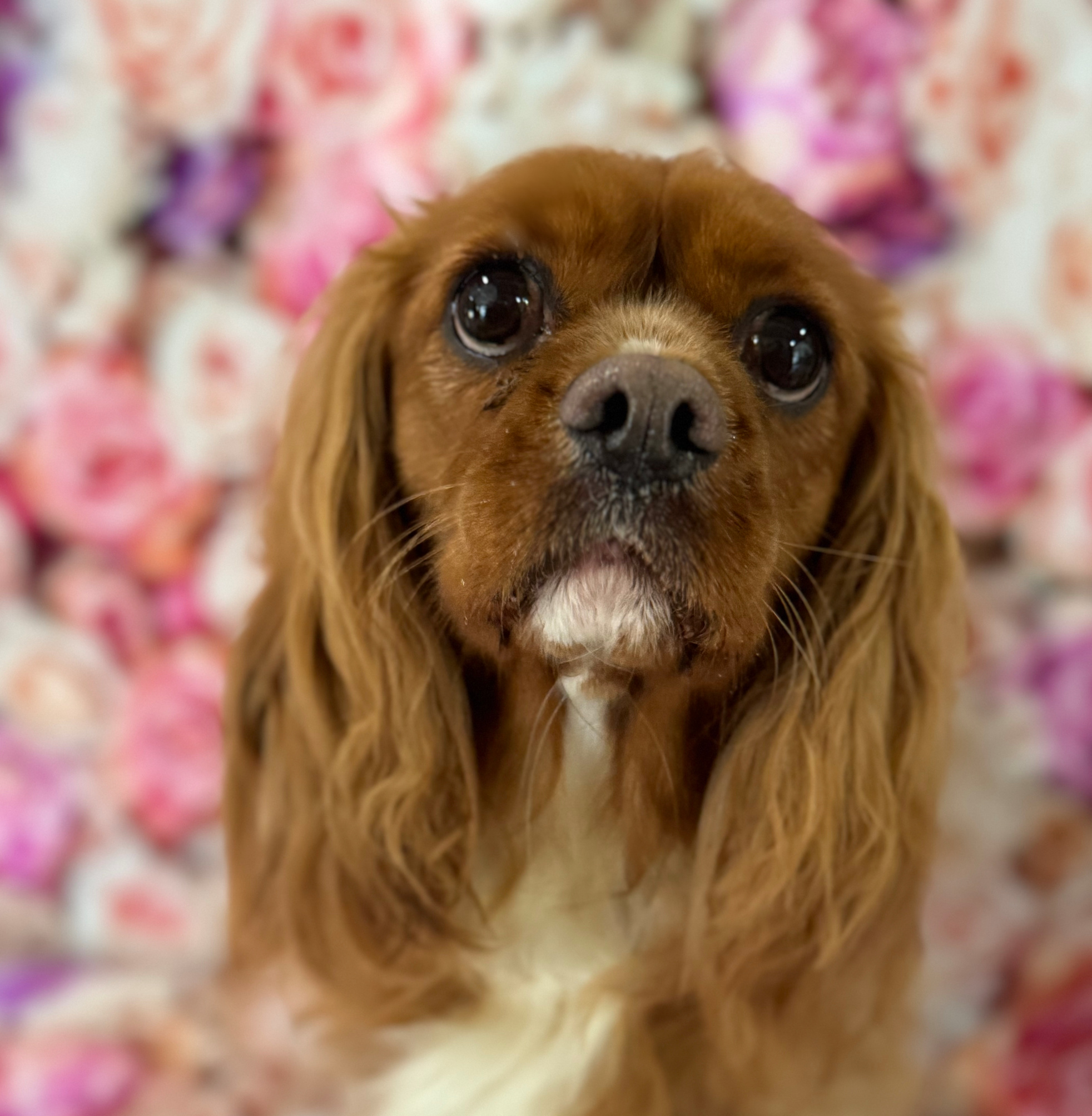 Teddy ruby Cavalier King Charles